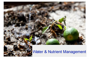 Water and nutrient management