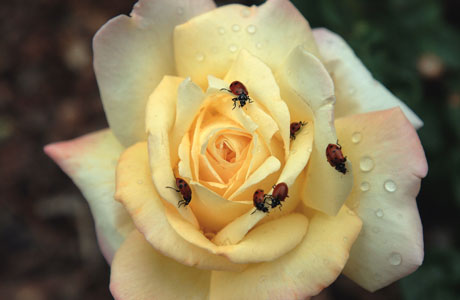 ladybugs on rose