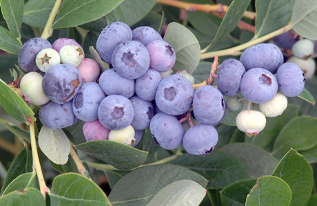 Blueberries