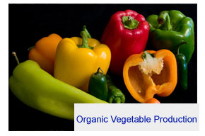 organic vegetable production