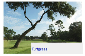 turfgrass
