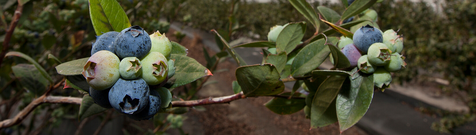 Blueberry plants in a greenhouse