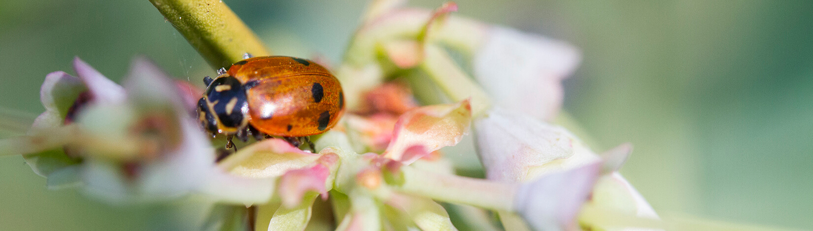 Lady Bug