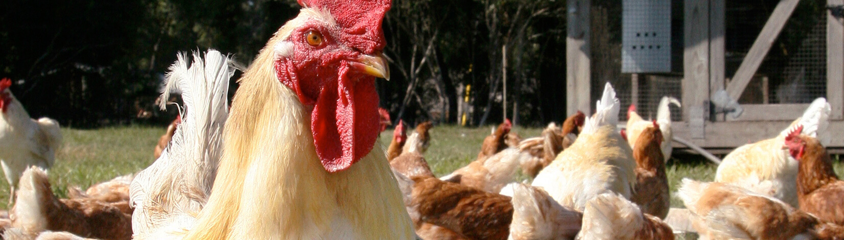 Rooster in a flock of hens