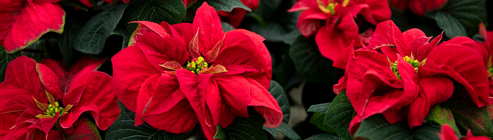 Red Poinsettias