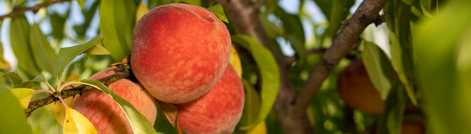 Peaches