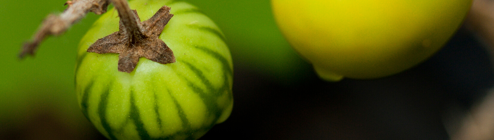 Pasture Weed: Tropical Soda Apple