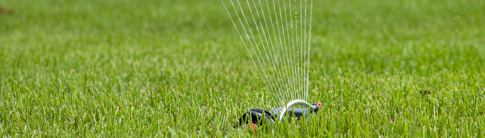 Turfgrass with sprinkler running