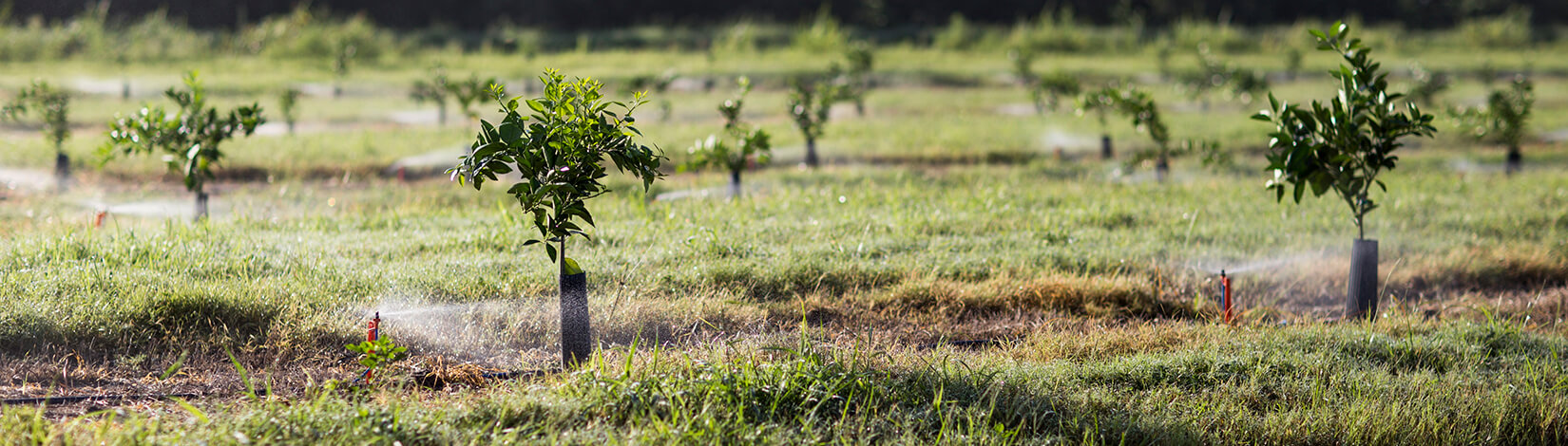 sprinklers spraying on young trees